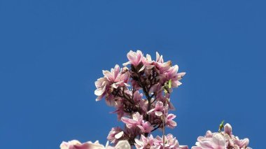 Göz kamaştırıcı manolya çiçekleri, parlak mavi gökyüzüne karşı canlı renklerini sergiliyorlar.