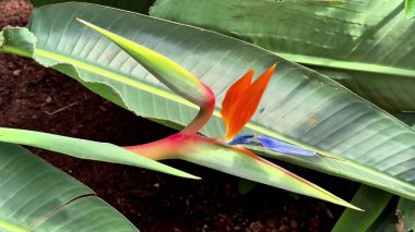 Göz kamaştırıcı bir cennet kuşu, canlı renklerini sergiliyor, yemyeşil yapraklarıyla birlikte.