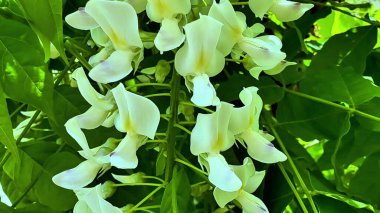 Zarif, canlı, yemyeşil yeşilliklerle çevrili güzel beyaz çiçek kümeleri sergileniyor.