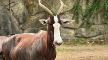 Görkemli bongo antilobu çarpıcı özellikleriyle büyüleyici bir cazibeyle huzurlu bir ortamda güzel bir şekilde gelişiyor.