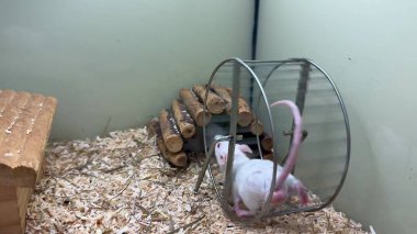 Sevimli bir evcil fare, doğal ortamında bir tekerlekle oynuyor, neşeli davranışlar sergiliyor ve rahat bir ortam yaratıyor..