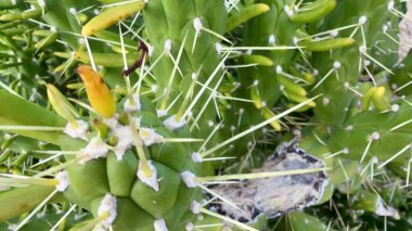 Bu, tomurcukları kadar kendine özgü dikenlerini de gösteren canlı yeşil bir kaktüsün ayrıntılı bir görüntüsü.