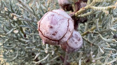 Doğal dokularını ve benzersiz desenlerini gözler önüne seren, yemyeşil bir bitkinin büyüleyici büyümesine yakından bakmak.