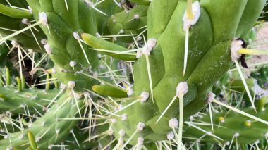 Keskin dikenlerini ve çöl ortamında canlı büyümesini vurgulayan çok detaylı bir kaktüs manzarası.