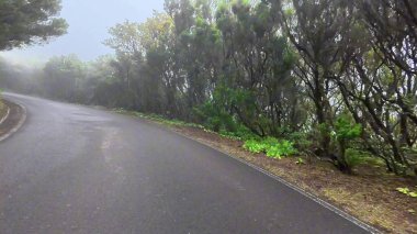 Yoğun yeşillikler ve sisli bir atmosferle çevrili dolambaçlı bir yolun güzel sakin manzarası.