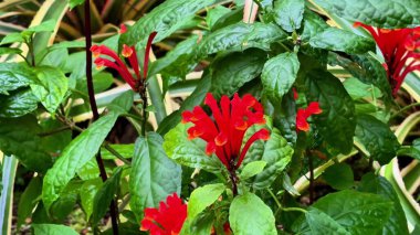 Parlak kırmızı çiçeklerin çarpıcı yakın çekimi yemyeşil yemyeşil bir zemin üzerine güzelce serpilmiştir.