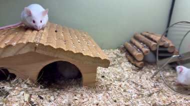 İki sevimli fare büyüleyici ahşap habitatlarını keşfediyor. İlginç tünelleri ve rahat bir sığınakları var.