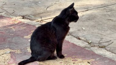 Meraklı bir kara kedi, güzel ve güneşli bir parkta neşeli ortamını keşfediyor.