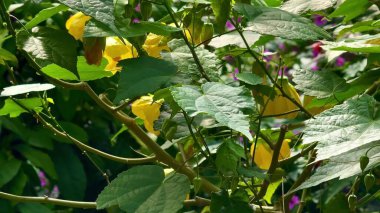 Parlak sarı çiçekler canlı yeşil yapraklar arasında açar, hayat dolu büyüleyici, resimli bir bahçe sahnesi yaratır.