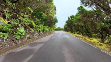 Huzurlu ve huzurlu bir yolculuk. Güzel, dolambaçlı bir dağ yolu boyunca. Tamamen canlı, yemyeşil bir bitki örtüsüyle kaplı.