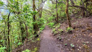 Canlı yeşillik, yürüyüş, doğa yürüyüşleri, temiz hava ve sükunet için ideal manzaralı bir orman yolu keşfedin.