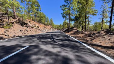 Sakin bir yolculuk için berrak mavi gökyüzünün altında canlı bir manzara sunan, uzun çam ağaçları arasında sakin bir yol.