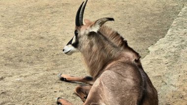 Sakin bir antilop yumuşak zeminde zarif bir şekilde yatıyor, eşsiz boynuzlarını ve zarif duruşunu sergiliyor.