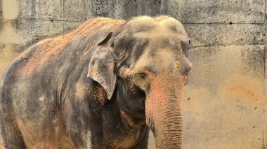 Güzel bir Asya fili görkemini tozlu bir duvarda sergiliyor ve eşsiz özelliklerini sergiliyor..