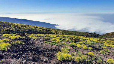 Sisli, sisli bir vadiye tepeden bakan bir dağda nefes kesen, canlı ve renkli bir bitki örtüsü.