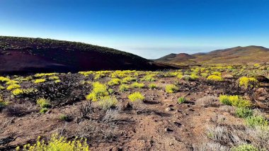Parlak sarı bitki örtüsü, yukarıdaki açık mavi gökyüzünün altında çeşitli volkanik bir arazide bol miktarda gelişir.