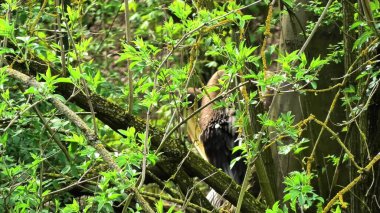 Yaban hayatının nefes kesen güzelliğini keşfedin ve takdir edin yemyeşil yeşilliklerin içinde saklı
