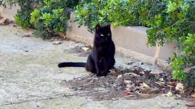 Huzurlu, zarif bir siyah kedi canlı yapraklar ve doğa ile çevrili yemyeşil bir alanda zarif bir şekilde oturur.