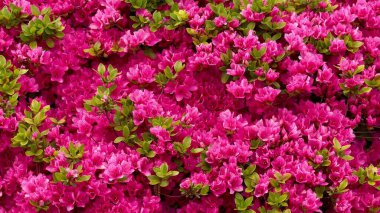 Bereketli, canlı yeşil yaprakların yanında göz kamaştırıcı ve göz kamaştırıcı bir pembe açelya gösterisi.