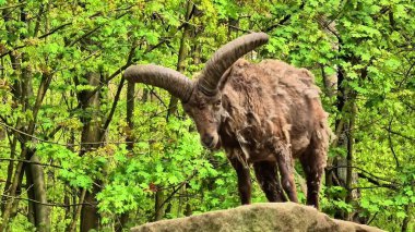 Vahşi bir keçi canlı bir ormanda dolaşır, doğanın güzelliğini ve vahşi yaşamının çeşitliliğini gösterir.