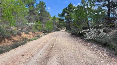 Bereketli ağaçlar ve canlı mavi gökyüzüyle güzel bir şekilde çizilmiş huzurlu, huzurlu toprak bir yolda ilerleyin.