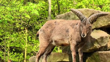 Büyüleyici bir dağ keçisi, canlı yeşil yapraklara karşı güzelce yerleştirilmiş kayalık arazide zarifçe poz verdi.