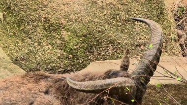 Muhteşem ve etkileyici boynuzlarını sergileyen vahşi bir keçi doğal ortamında çok güzel bir şekilde yakalanır.