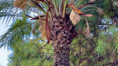 Göz kamaştırıcı ve büyüleyici palmiye ağacı yaprakları canlı mavi gökyüzüne karşı, doğa teması için mükemmel.