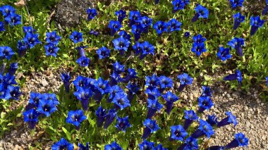 Enfes güzelliklerini doğal ortamda sergileyen canlı mavi çiçeklerden oluşan nefes kesici bir tarla.