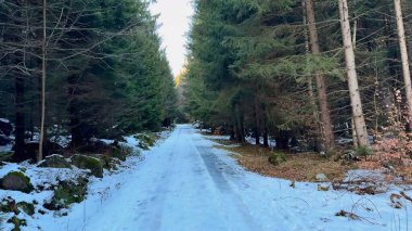 Huzurlu, sakin, karla kaplı bir yol çarpıcı bir şekilde manzaralı bir çam ormanı manzarasında zarafetle dolanıyor.