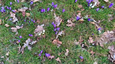 Canlı mor ve beyaz timsahlar ilkbaharın başlarında yemyeşil çimlerden güzel bir şekilde ortaya çıkarlar.