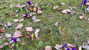 İlkbaharda yeşil çimenlerdeki kuru sonbahar yapraklarıyla çevrili canlı mor kır çiçekleri güzel bir şekilde ortaya çıkıyor.