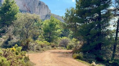 Görkemli bir dağ zeminine sahip gür ve canlı bir orman boyunca uzanan nefes kesici ve pitoresk toprak bir patika.