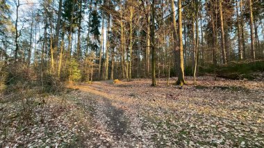 Güneş ışığının ağaçların arasından süzülüp doğa yürüyüşleri için ideal bir ortam yarattığı sakin bir orman yolu.