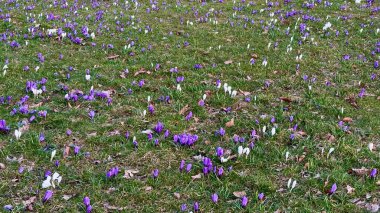 Çiçekli yeşil bir tarlada çiçek açan timsahların, sergilenen ilkbahar cazibesi ve güzelliğinin pitoresk bir görüntüsü.