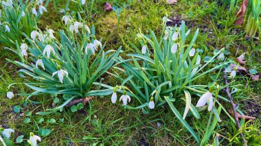 Yeşil manzarayı süsleyen, baharın gelişini işaret eden, sakin bir kar damlası görüntüsü..