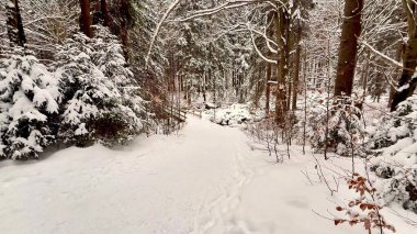 Sakin, huzurlu ve karlı bir patika sakin ve sakin bir kış ormanı boyunca zarafetle kıvrılıyor.