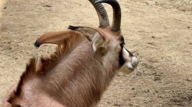 Bir antilop etkileyici boynuzlarını ve zarif duruşunu güzel bir şekilde sergiliyor sakin ve sakin bir ortamda.