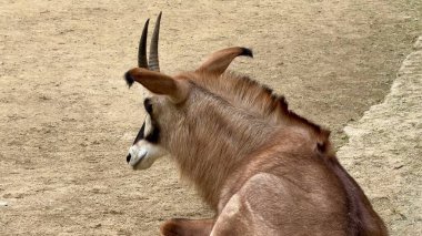 Zarif bir antilop, görkemli ve etkileyici boynuzlarını sergileyerek kumlu bir ortamda huzur içinde dinlenir.