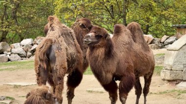 Doğal ortamda Bactrian develerini gösteren büyüleyici bir sahne, eşsiz güzelliklerini ön plana çıkarıyor..