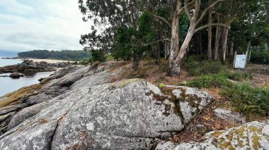 Uçsuz bucaksız okyanusun kenarındaki görkemli kayaların ve gür ağaçların sakin manzarası doğanın ihtişamını güzel bir şekilde yakalıyor.