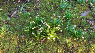 Kardamlası çiçekleri canlı yeşil yosunların arasında açar ve ruha huzur getiren huzurlu bir doğa sahnesi yaratır.