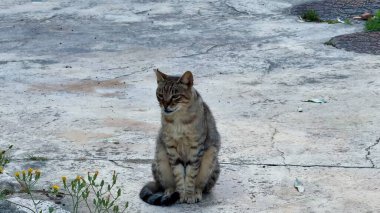 İki sokak kedisi betonun üzerinde uzanır, neşeli ve rahat doğalarını şehir ortamında sergilerler..
