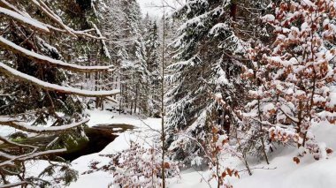 Huzurlu, sakin, karlı bir orman manzarası. Kış manzaralarının huzurlu özünü güzel bir şekilde yansıtıyor.