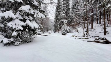 Sakin bir kış sahnesi, ağaçlarla sarmalanmış karla kaplı güzel bir patikayı gözler önüne seriyor. Mevsimlik temalar için ideal.