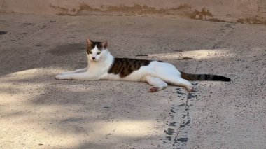 Huzurlu bir kedi güneşli bir günün tadını çıkarırken dışarıda beton bir zeminde dinleniyor.