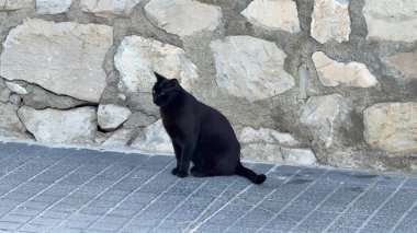 Zarif, siyah bir kedi, taş bir duvarın yakınındaki kaldırımda zarif bir şekilde oturur ve çarpıcı siluetini sergiler..