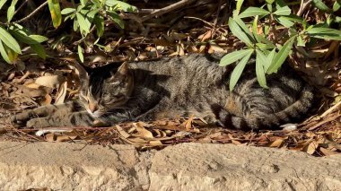 Neşeli iki kedi canlı yaprakların arasında rahatça uzanırken ve güneşli bir günün tadını çıkarırken görülebilir.