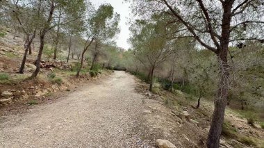 Ağaçlar ve çakıllarla kaplı, doğa yürüyüşleri ve rahatlama için mükemmel sakin bir orman yolu keşfet..