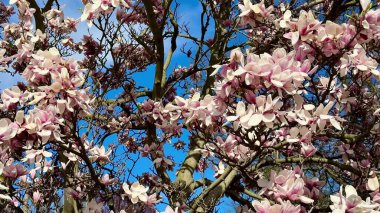 Manolya çiçeklerinin göz kamaştırıcı ve nefes kesici performansı parlak mavi gökyüzüne karşı canlı bir şekilde çiçek açıyor.